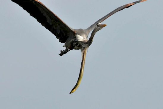 anguille serpent sort estomac heron plein vol