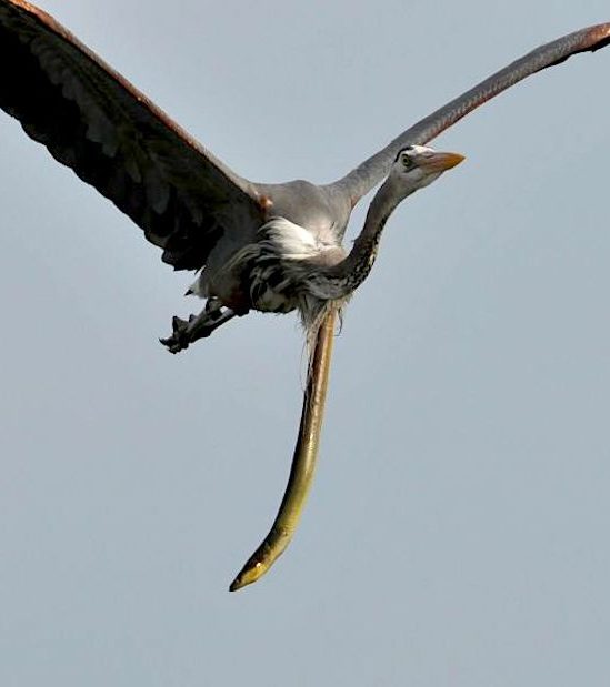 anguille serpent sort estomac heron plein vol