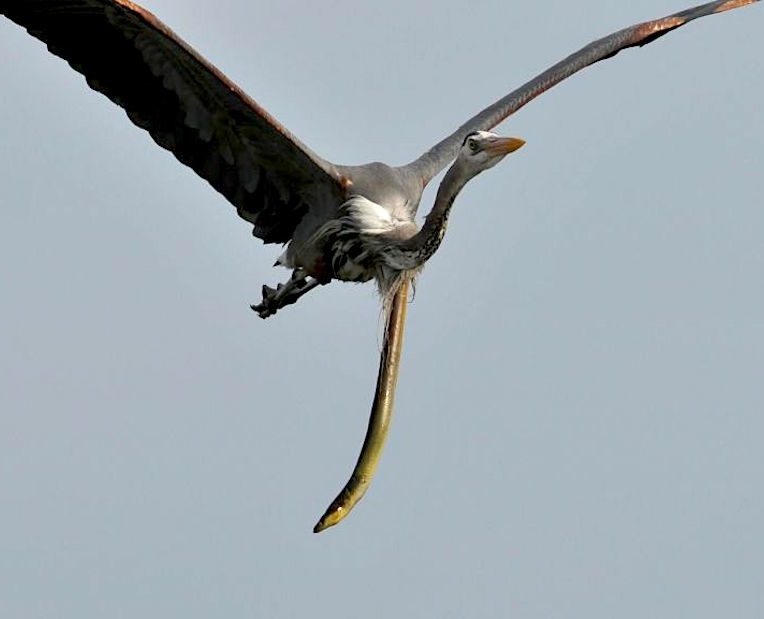 anguille serpent sort estomac heron plein vol