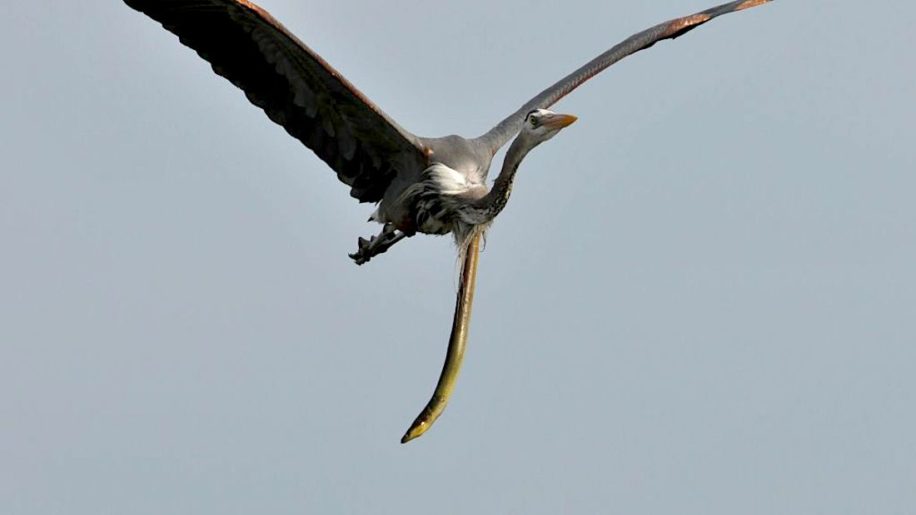 anguille serpent sort estomac heron plein vol