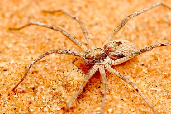 araignees thanatus fabricii males attachent femelles avant accouplement