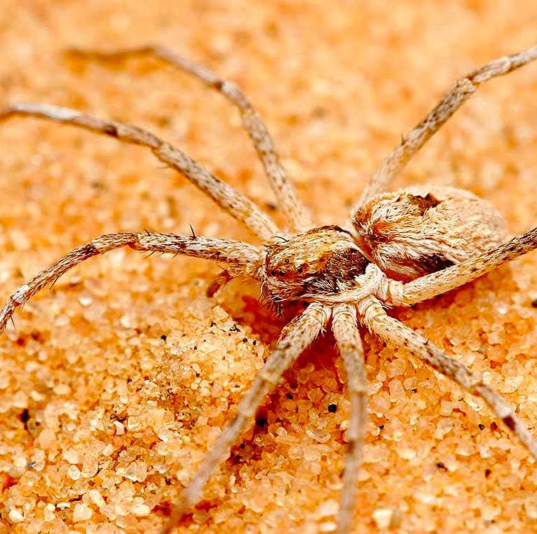 araignees thanatus fabricii males attachent femelles avant accouplement