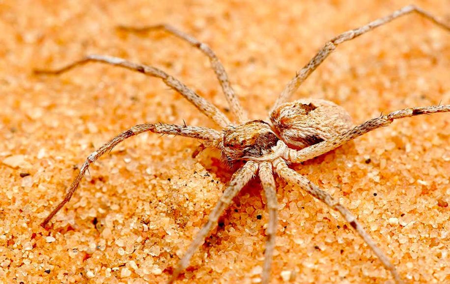 araignees thanatus fabricii males attachent femelles avant accouplement
