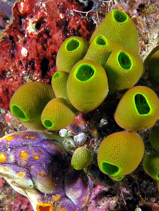 bisphenols microplastiques affectent cerveau