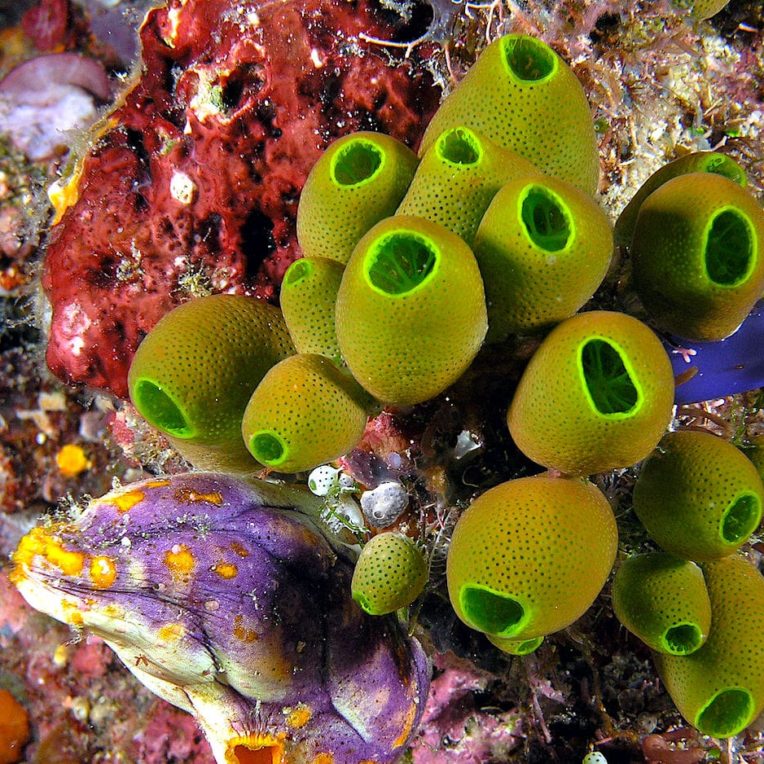 bisphenols microplastiques affectent cerveau