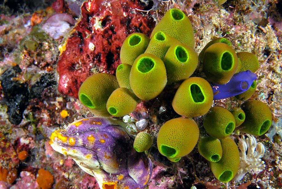 bisphenols microplastiques affectent cerveau