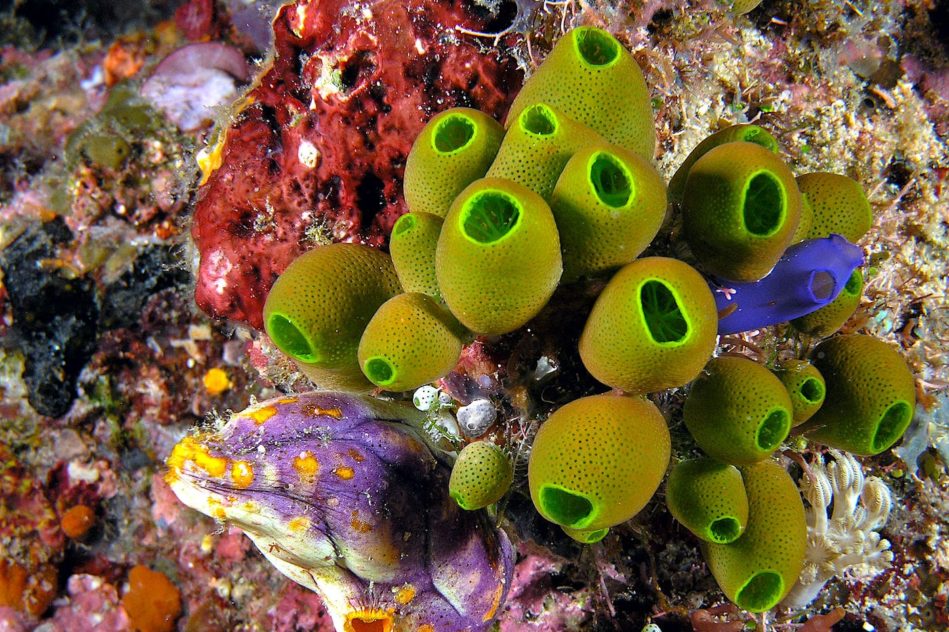 bisphenols microplastiques affectent cerveau