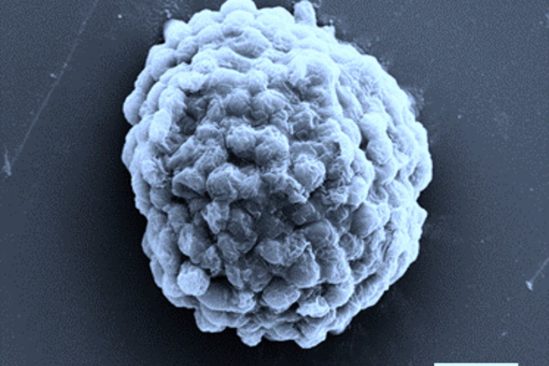 cellule bioréacteur hydrogène