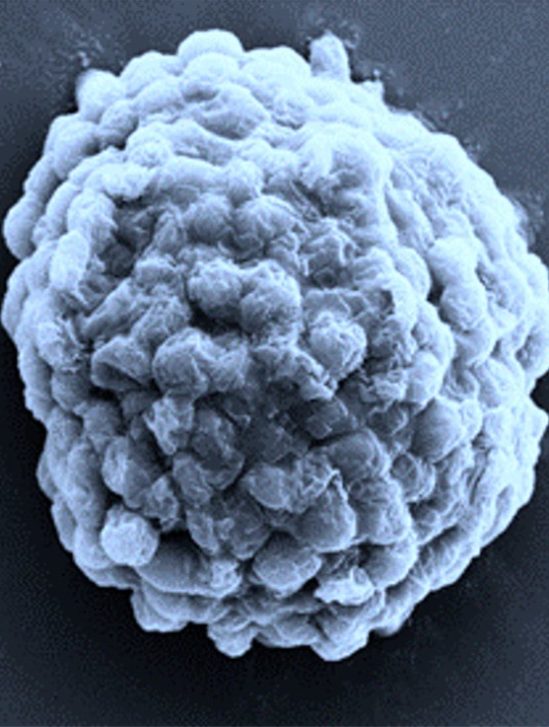 cellule bioréacteur hydrogène