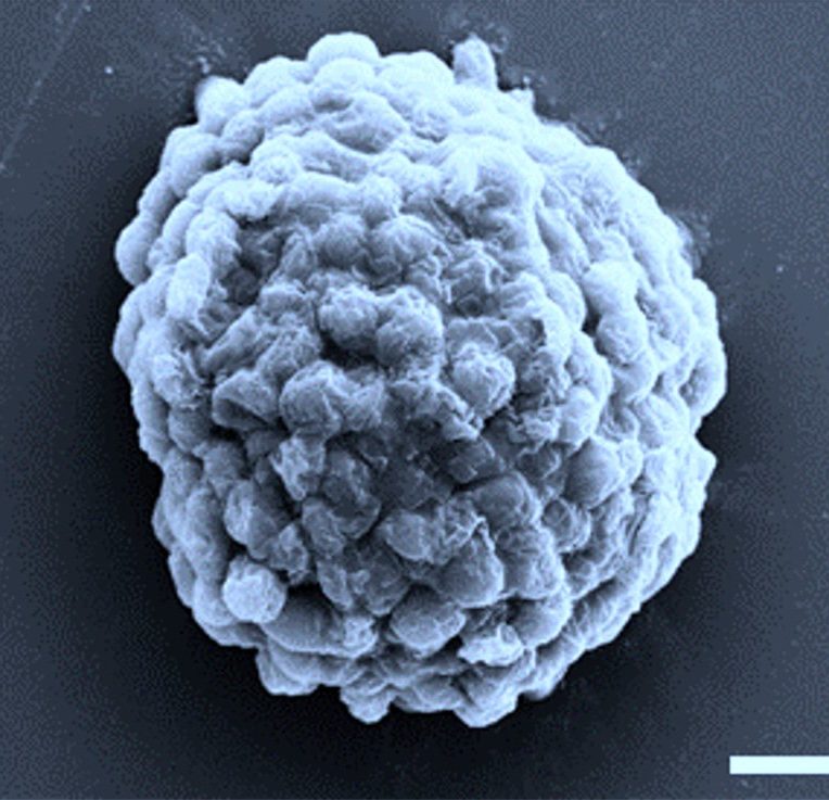 cellule bioréacteur hydrogène