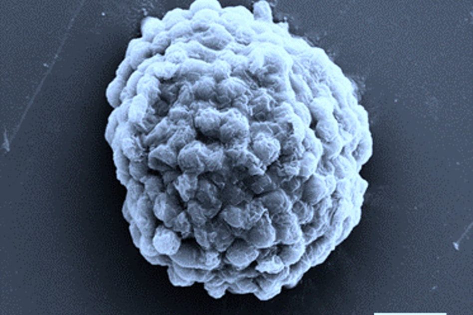cellule bioréacteur hydrogène