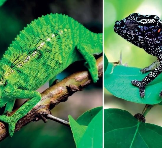 caméléon disparu refait surface couv