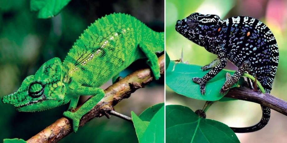 caméléon disparu refait surface couv