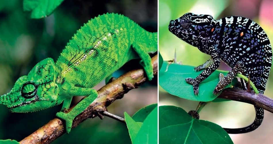 caméléon disparu refait surface couv