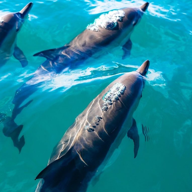 dauphins controlent rythme cardiaque eviter problemes decompression
