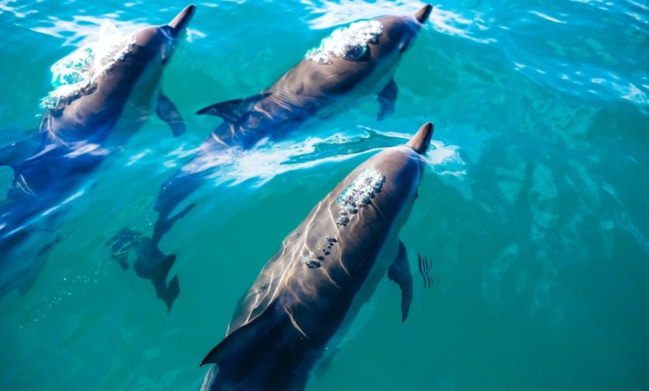 dauphins controlent rythme cardiaque eviter problemes decompression
