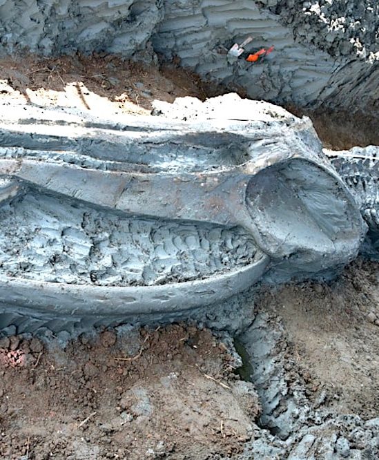 decouverte ancien squelette baleine renfermant indices changement climatique
