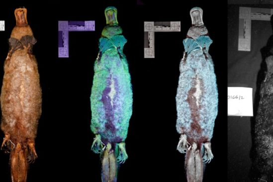 fluorescence UV ornithorynque