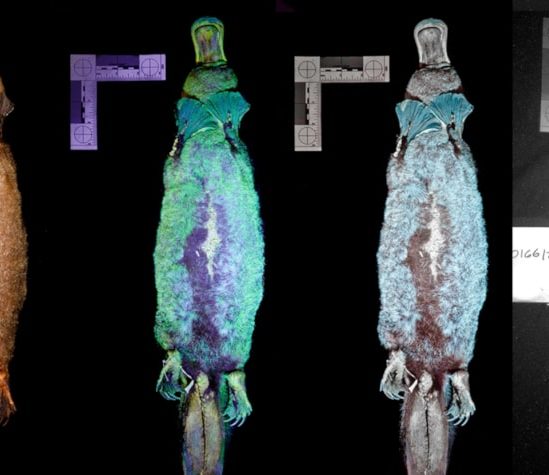fluorescence UV ornithorynque