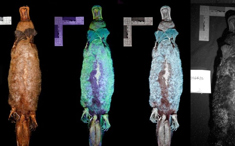 fluorescence UV ornithorynque