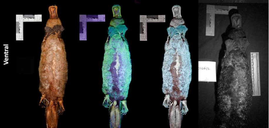 fluorescence UV ornithorynque