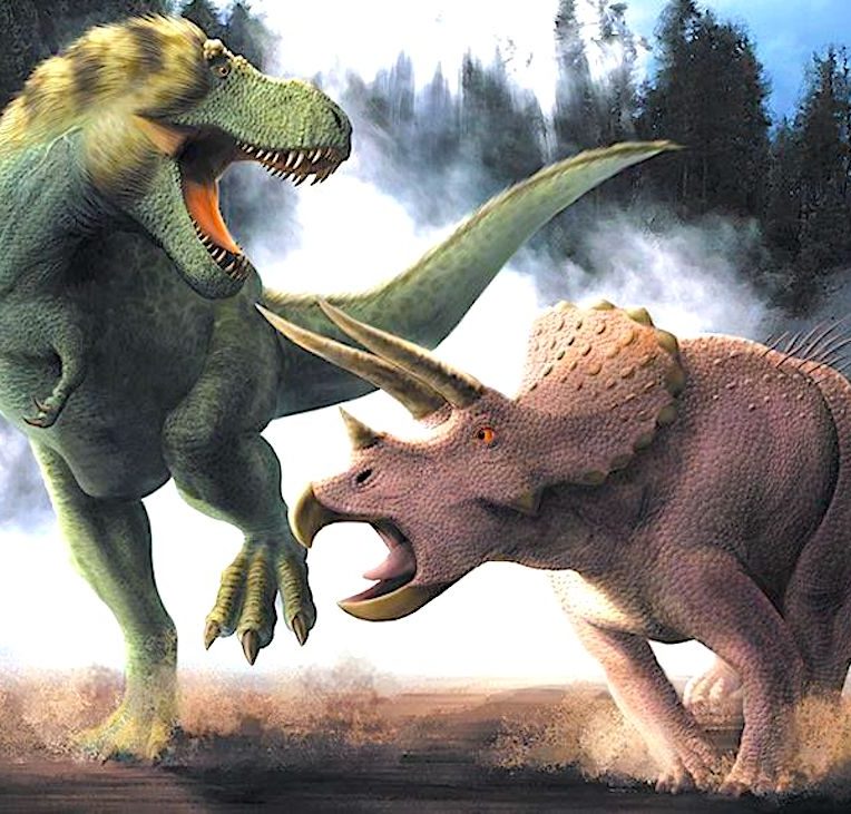 fossile t-rex triceratops bataille revele public