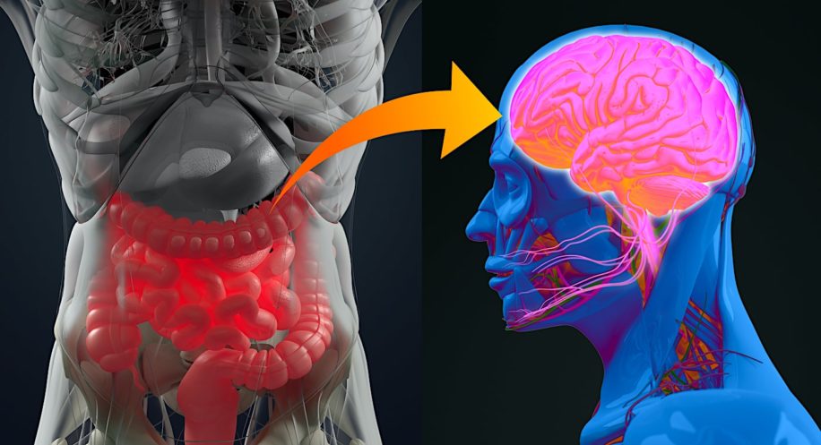 lien microbiote intestinal maladie alzheimer confirme