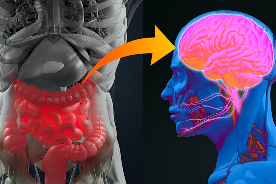 lien microbiote intestinal maladie alzheimer confirme