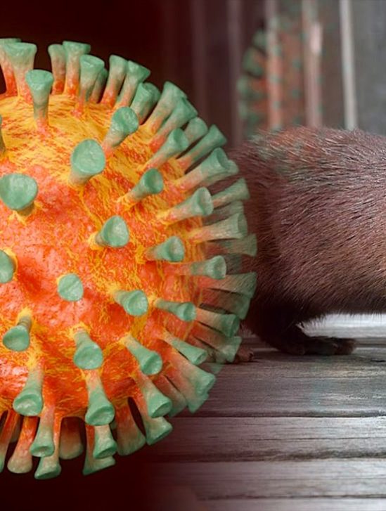 mutation coronavirus vison