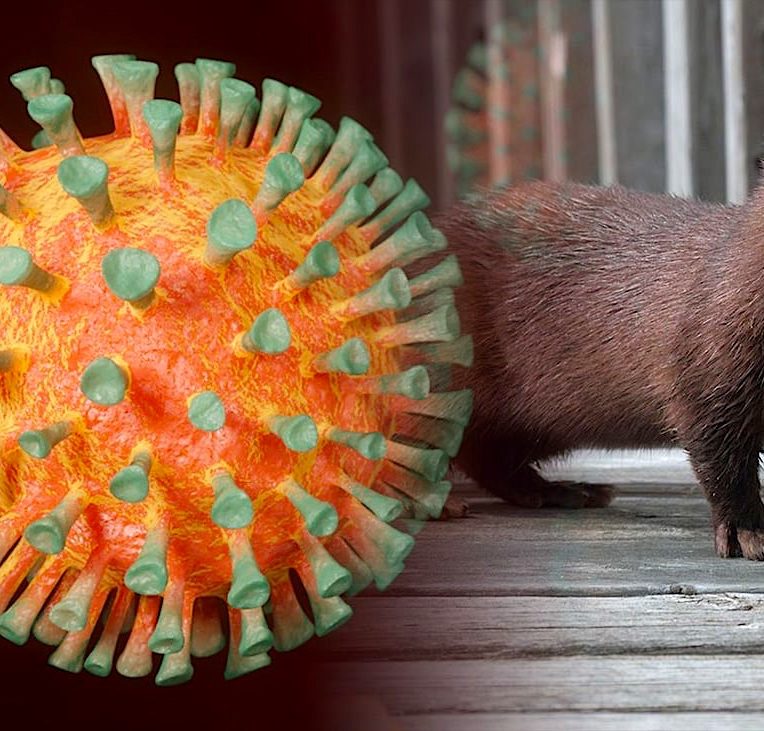 mutation coronavirus vison