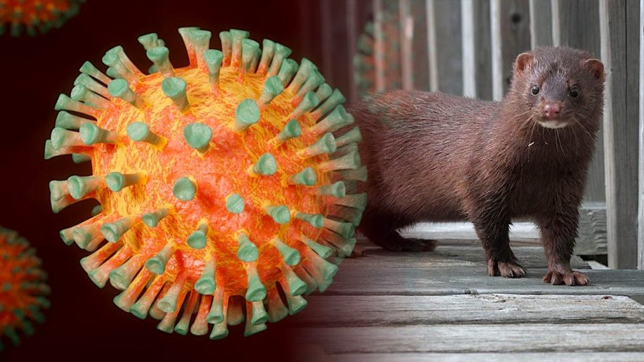 mutation coronavirus vison