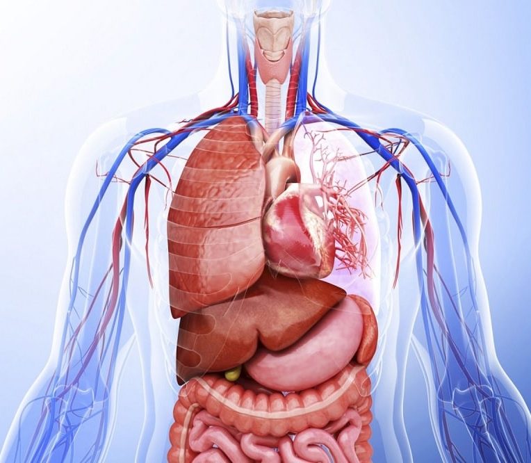 combien organes dans corps humain couv