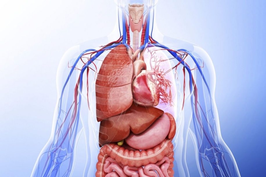 combien organes dans corps humain couv
