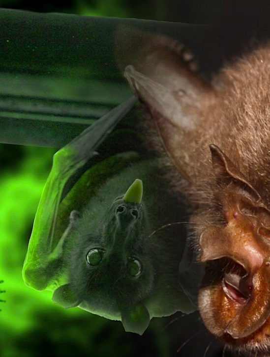 parent sars-cov-2 retrouve dans chauves souris cambodge
