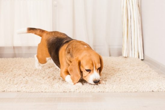 chiens pour detecter punaises lit couv