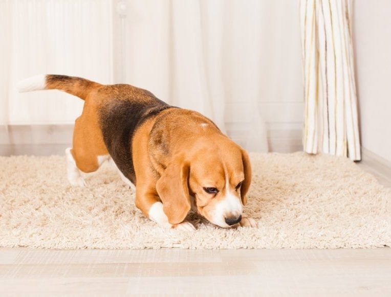 chiens pour detecter punaises lit couv