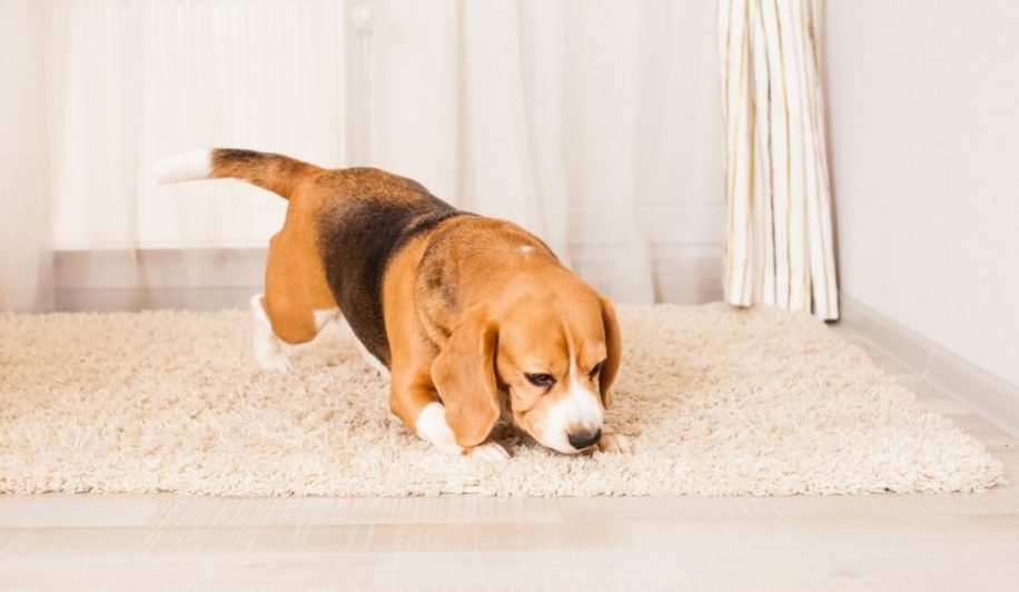 chiens pour detecter punaises lit couv