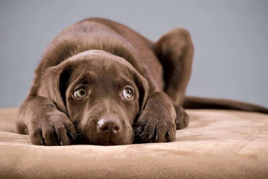 crier chien effets psychologiques negatifs long terme