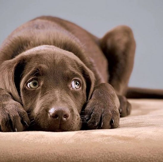crier chien effets psychologiques negatifs long terme