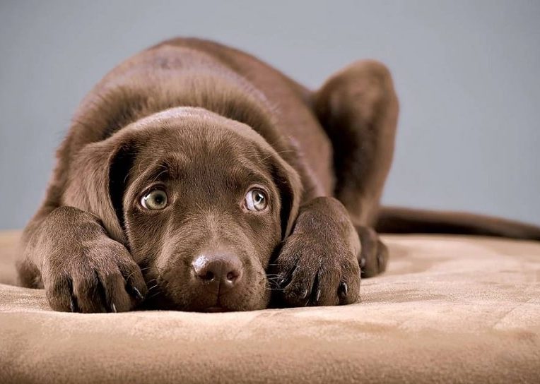 crier chien effets psychologiques negatifs long terme