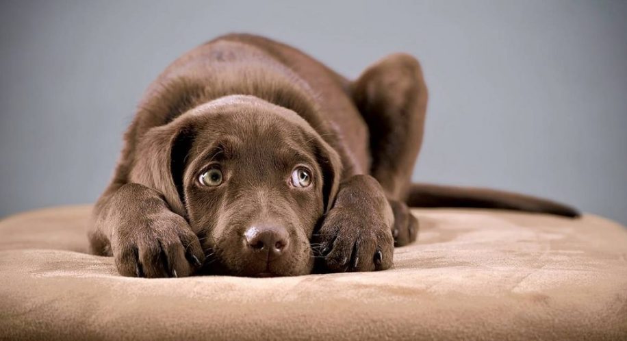 crier chien effets psychologiques negatifs long terme