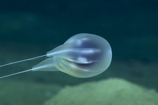 decouverte nouvelle espece cnetophore profondeurs oceaniques