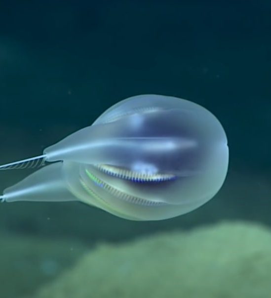 decouverte nouvelle espece cnetophore profondeurs oceaniques