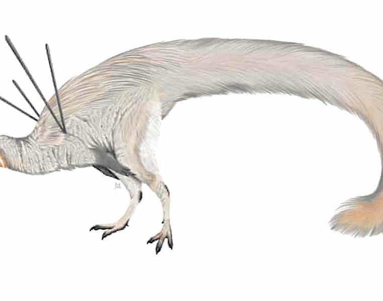 etrange dinosaure ubirajara jubatus fascine scientifiques monde entier