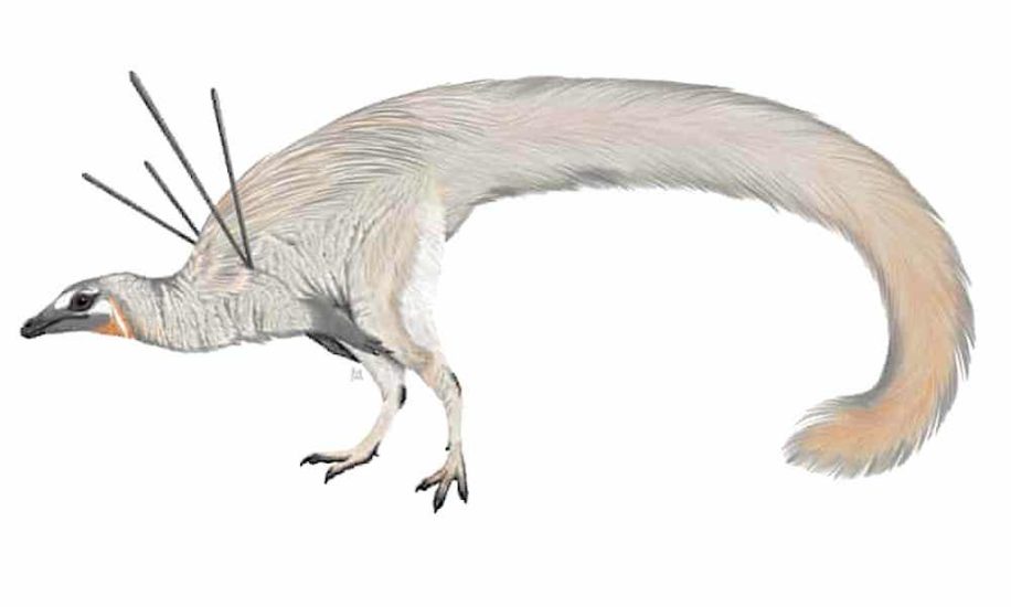etrange dinosaure ubirajara jubatus fascine scientifiques monde entier