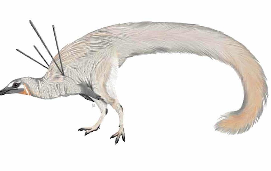 etrange dinosaure ubirajara jubatus fascine scientifiques monde entier