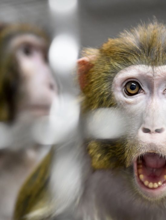 euthanasie singes NASA