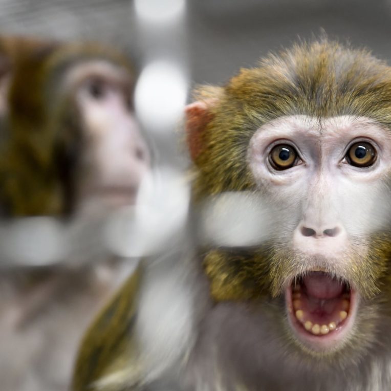 euthanasie singes NASA