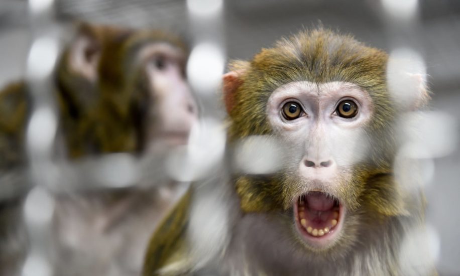 euthanasie singes NASA