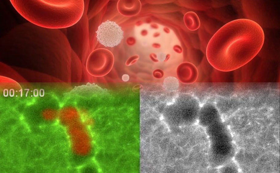 impresionnantes videos montrent cellules immunitaires creusant tunnel travers tissus
